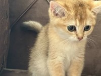 Golden dişi british shorthair