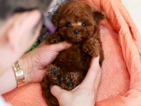 HİPOALERJENİK TOY POODLE BEBEKLERİMİZ