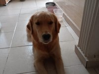 Golden retriever 3-4 yaşında
