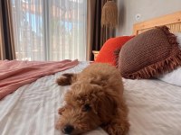 Toy Poodle