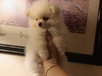 Sevimli pomeranian bebeklerim