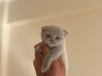 Dişi Erkek Scottish Fold Bebekler