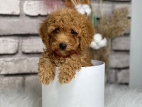 Tüy yumağı toy poodle yavrularım