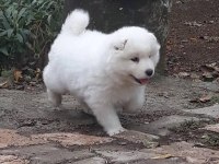 Samoyed yavrularımız ırk garantilidir