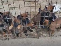 Belçika kurdu 1,5 aylık
