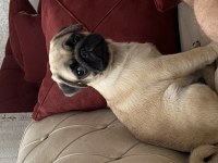 A kalite 55 günlük pug