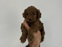 KORE KAN MALTİPOO BEBEKLERİM