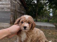 TOY POODLE AYARINDA MALTİPO OĞLUMUZ