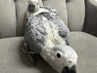 BEBEK JAKO PAPAĞANLARI