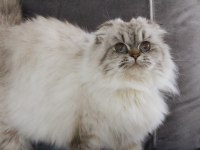 1 YAŞINDA SIFIR KULAK SCOTTISH FOLD KIZIMIZ