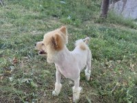 Malatya Da 1.5 Yaşında Pomeranian