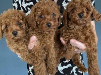 WC EGİTİMLİ TOY POODLE YAVRULARIMIZ FENOMEN PETS ANKARA