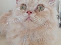 Baldan Tatlı British Longhair Kedimiz Krema