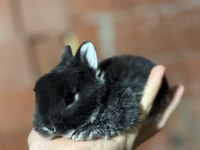 Cüce Tavşan / Netherland Dwarf
