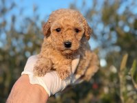Toy poodle yavrular