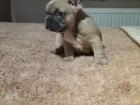Mavi gözlü french bulldog yavrularımız