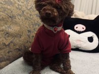 TEACUP POODLE DİŞİ YAVRU