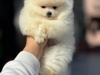 Pomeranian boo teacup