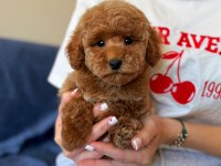 Üst kalite toy poodle yavrumuz