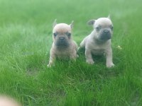 French bulldog yavrularımız