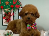 Koyu ve kıvır kıvır Toy Poodle yavrular