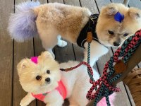 Pomeranian Evlatlar