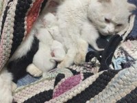 Sütten kesilmemiş yavru kediler ve anne