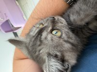Anne Altından Kurt Adam Erkek Oyuncu British Shorthair