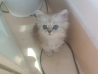 3 Yavru British Shorthair Yeni Yuvasını Bekliyor