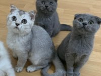 Yuva arıyoruz british shorthair
