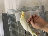 BEBEK LUTİNO SULTAN PAPAĞANI