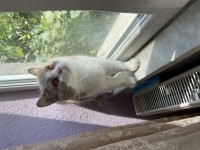 British Shorthair Lilac bicolor