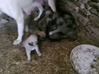Yavru kangal