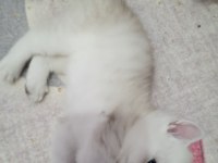 Safkan Scottish Fold ve Straight yavrular Catteryden
