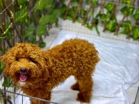 Poodle Erkek