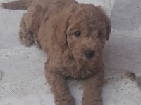 Minyatür kıvırcık toy poodle yavrularımız