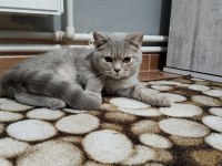 British shorthair kedi mi sahiplendirmek istiyorum