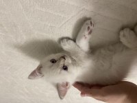 Golden point british shorthair yavruma yuva