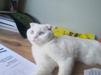 1 Yaşında Scottish Shorthair