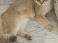 Oğlumuza kalıcı güvenilir aile arıyoruz scottish fold