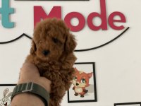 Ankaranın en seçkin toy poodle yavruları