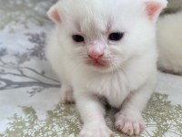 BRITISH SHORTHAIR 2 AYLIK 4 TANE YAVRU KUM EĞİTİMLİ