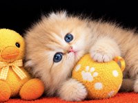 Highland Scottish Fold Golden Dişi