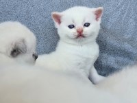 Safkan british shorthair red point mavi gözlü