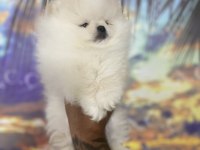 Garantili Pomeranian