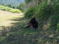 3 Yaşında Belçika Kurdu Satılık