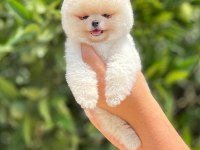 Mersinin en seçkin pomeranian yavruları