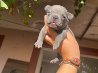French Bulldog Mavişlerimi Görmeye Ne Dersiniz