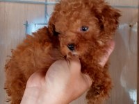 Poodle efsane TEACUP Bebekler