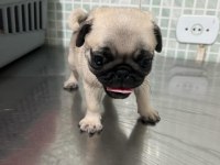DÜNYA TATLISI PUG YAVRULARI